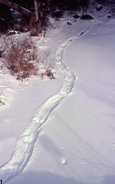 Otter slide  Photo D. Brown