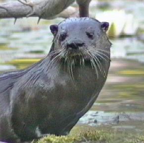 Otter portrait  Video-still D.Brown