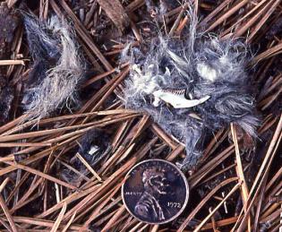 Owl pellet with mandible  Photo D. Brown