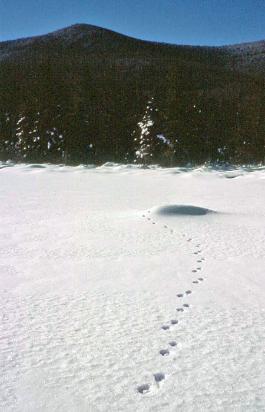 Red fox trotting trail on Lily Pond, Kancamagus Pass  Photo D. Brown