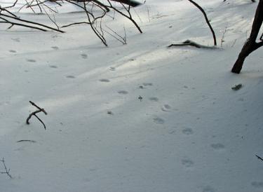 Red fox and long-tailed weasel on Mt. Grace  Photo D. Brown