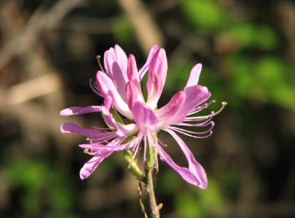 Rhodora  Photo D. Brown
